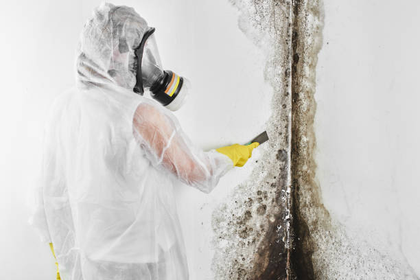 Best Mold Removal Specialists  in Shenandoah Junction, WV