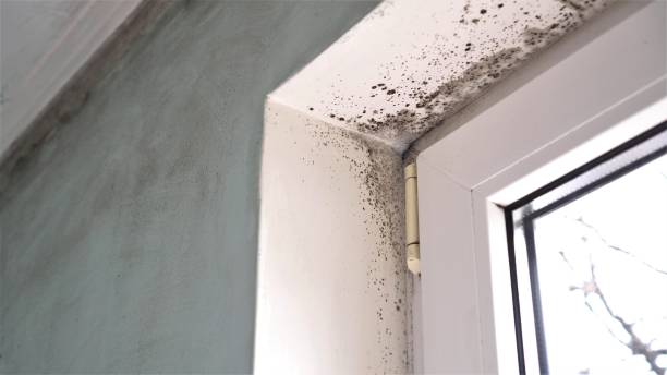 Best Black Mold Removal  in Shenandoah Junction, WV