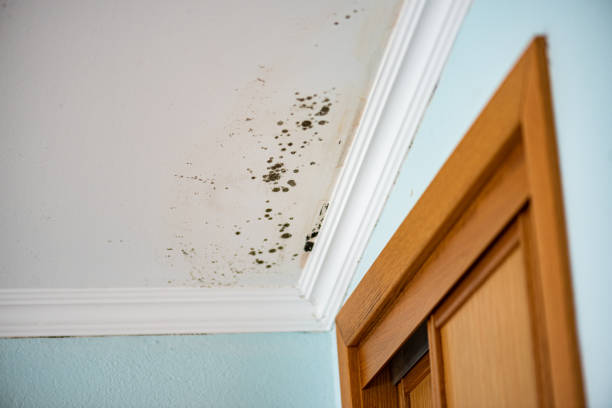 Best Affordable Mold Removal  in Shenandoah Junction, WV