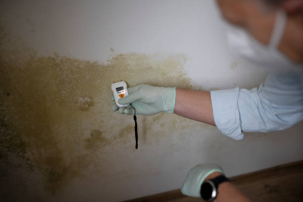 Best Crawl Space Mold Removal  in Shenandoah Junction, WV