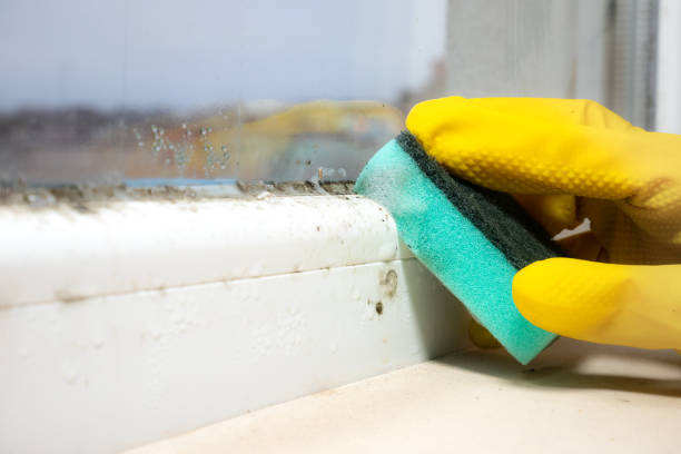 Best Mold Testing  in Shenandoah Junction, WV