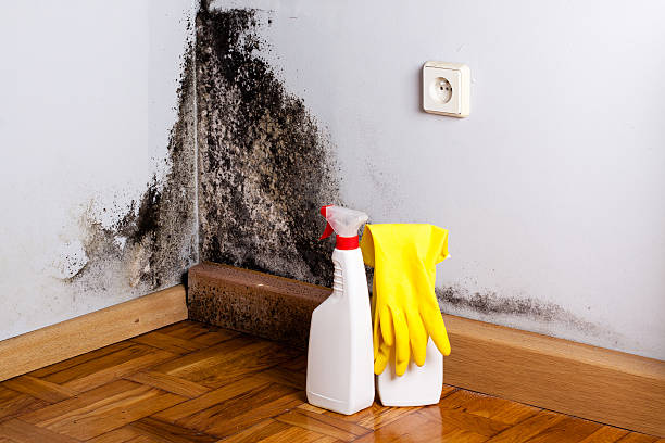 Best Same-Day Mold Removal  in Shenandoah Junction, WV