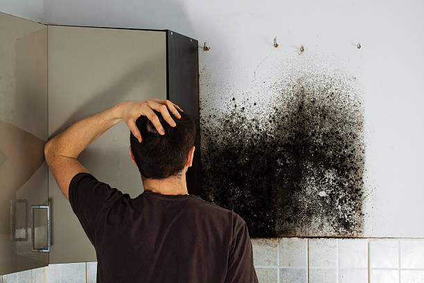 Best Professional Mold Removal  in Shenandoah Junction, WV